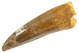 Fossil Spinosaurus Tooth - Real Dinosaur Tooth #344347-1